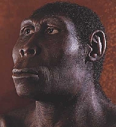 Homo Erectus