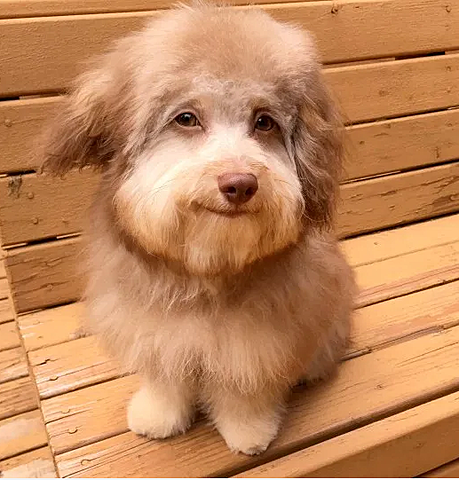 Muerte de mi perro Lucky