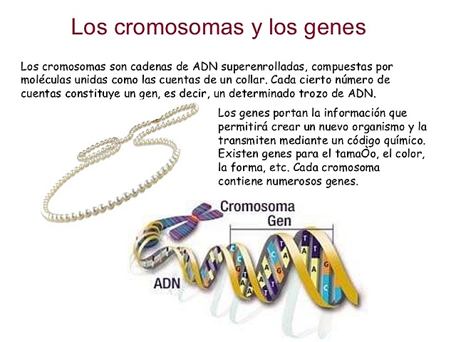 Los Genes dentro de los Cromosomas