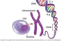 La Linea del cromosoma