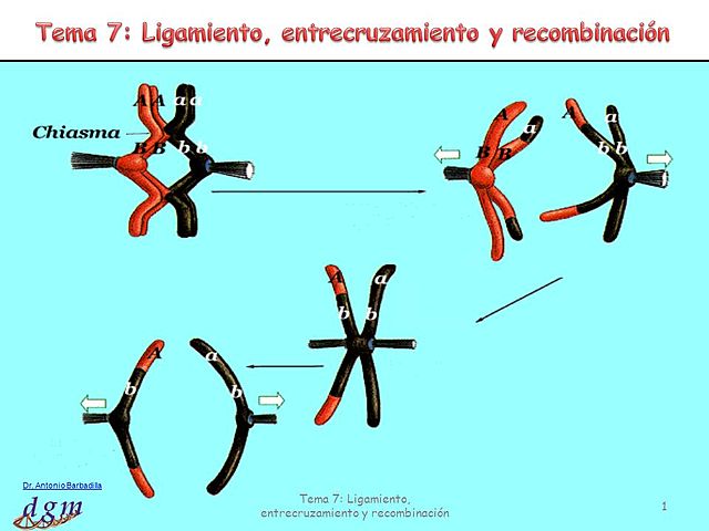 Entrecruzamiento - Recombinación