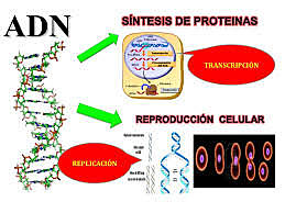 Codificación de proteínas