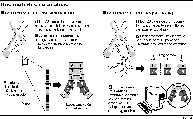 Primera secuencia Gen humano