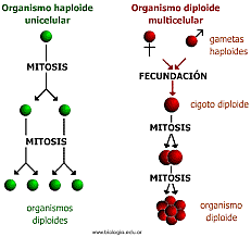 Secuencia completa eucariota pluricelular