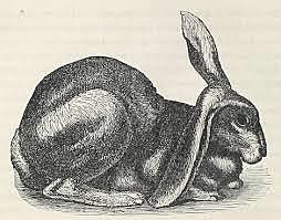 Teoría del Campo Agregado