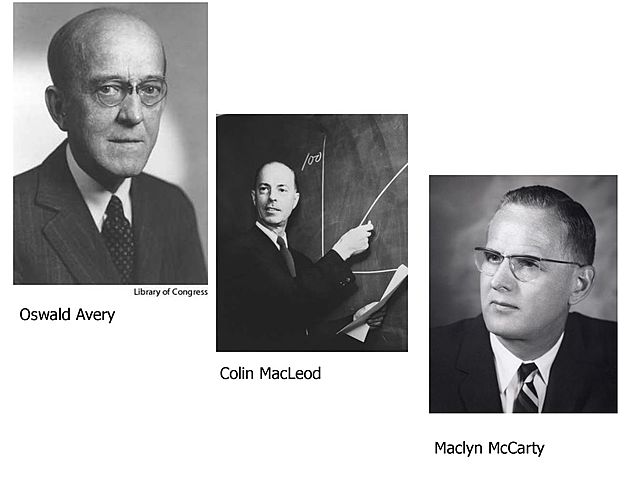 OSWALD AVERY, COLIN MACLEOD, Y MACLYN MCCARTY