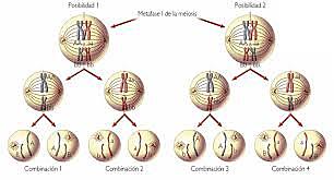 TEORIA CROMOSOMICA DE LA HERENCIA
