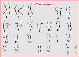 NUMERO DE CROMOSOMAS