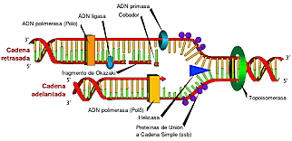 EL ADN SE REPLICA EN MODO SEMICONSERVADOR