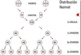 DESCRIPCION DE LA DISTRIBUCION CROMOSOMICA