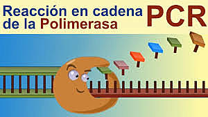 REACCION EN CADENA DE LA POLIMERASA
