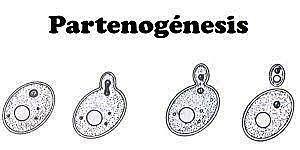 PARTENOGENESIS
