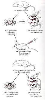 PUBLICACIÓN DE LOS POSTULADOS DE KOCH