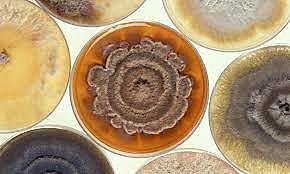 APARICIÓN DE LAS CAJAS DE PETRI