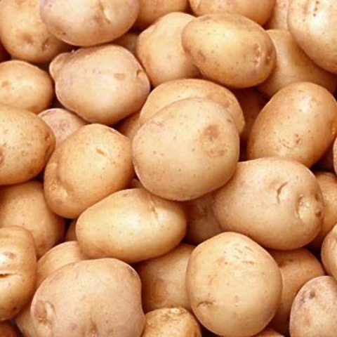 Genetically Modified Potatoes