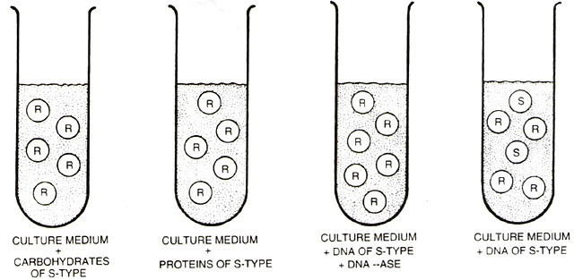 Oswald Avery, Colin MacLeod y Maclyn McCarty