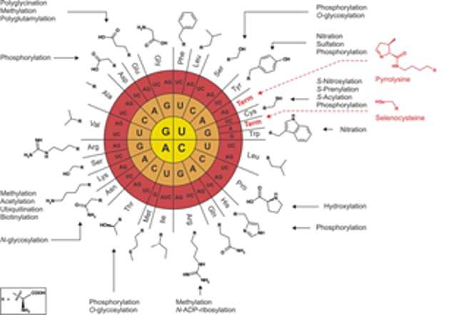 Descubren que el codón uuu codificaba para el aminoácido fenilalanina, experimento que sentó las bases para la elucidación del código genético.