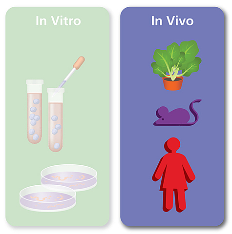 Vivi In Vitro