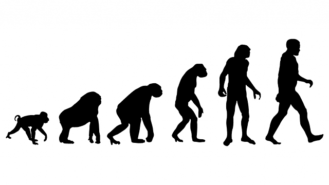 Evolución Humana