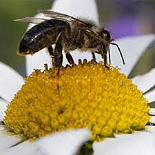 Polinización por Insectos
