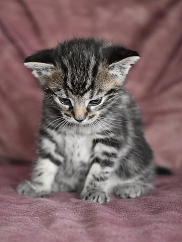 we had to give away my cat