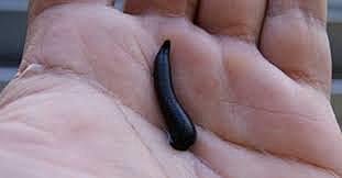 Presento su primer descubrimiento