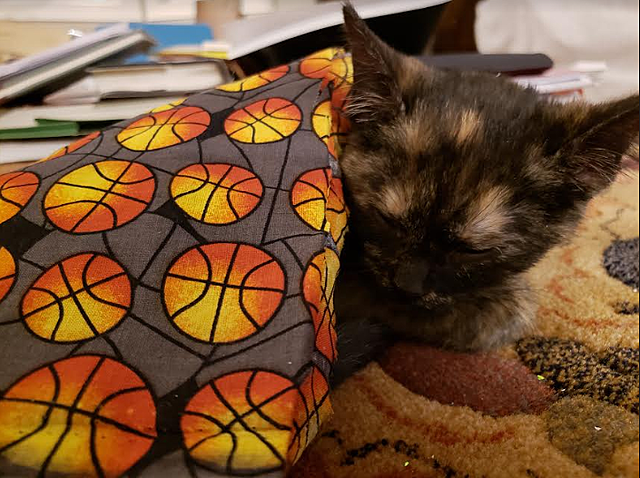 When I got my first Cat