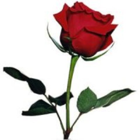 Moviment socialista a catalunya