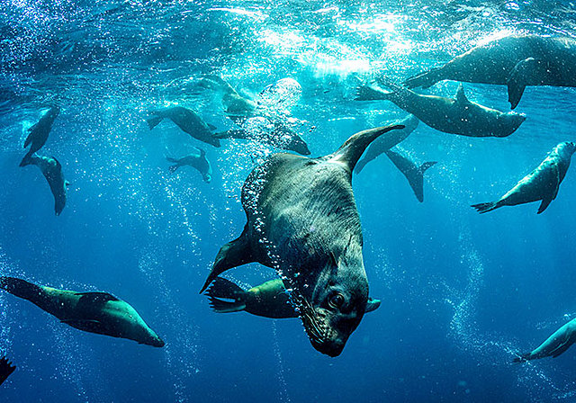 Hunters and Traders start visiting NZ