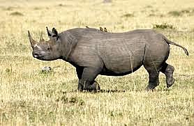 West African Black Rhinoceros Extinction