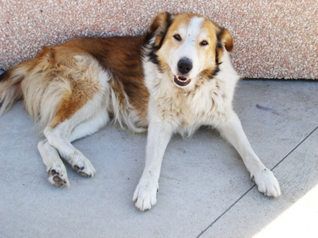 Getting Kanoon, my dog