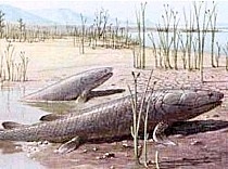 Djuren tar sig upp på land.