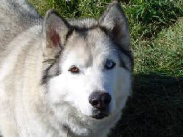 My dog Cheyanne past away.