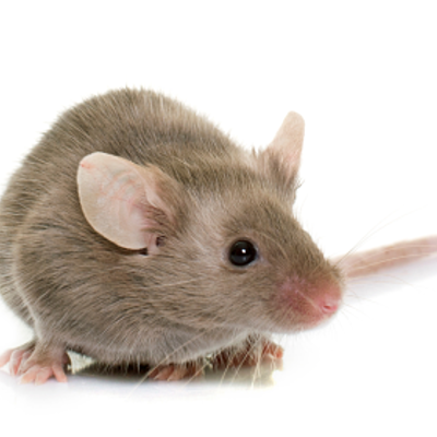 Timeline: Maus Part 1_Kyle Tran