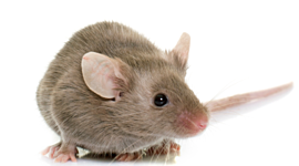 Timeline: Maus Part 1_Kyle Tran