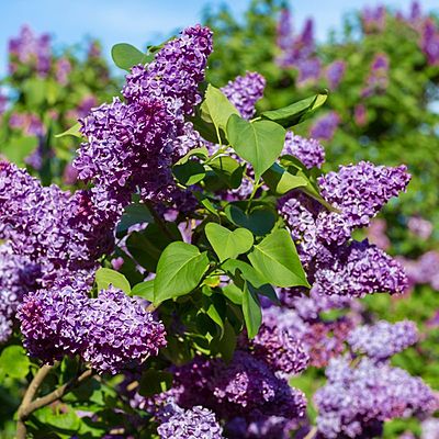 Timeline: i will plant you a lilac tree