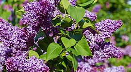 Timeline: i will plant you a lilac tree