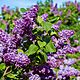 Common purple lilac 3 800x800