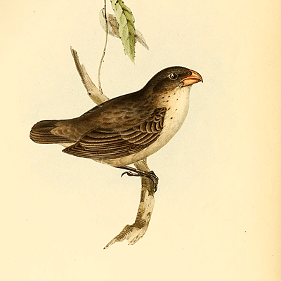 Timeline: 2.11 Reflection 1: A Timeline of Evolutionary Thought