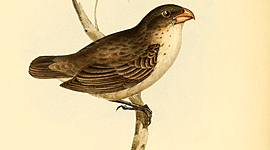 Timeline: 2.11 Reflection 1: A Timeline of Evolutionary Thought