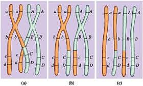 ENTRECRUZAMIENTOS CROMOSOMICO