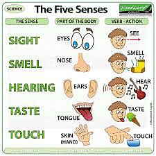 Five sences