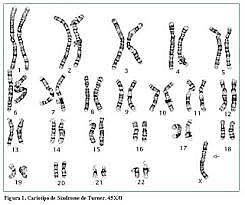 NUMERO DE CROMOSOMAS
