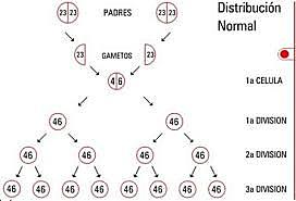 DESCRIPCION DE LA DISTRIBUCION CROMOSOMICA