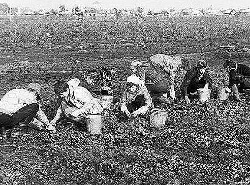 Сбор металлолома и урожая