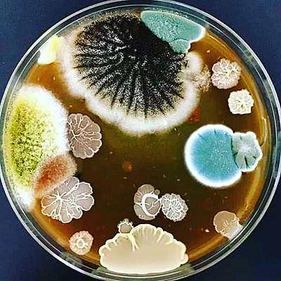 Timeline: Historia de la microbiología