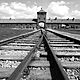 Auschwitz 56a48de53df78cf77282f0ce