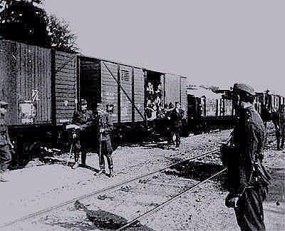 Cattle Cars