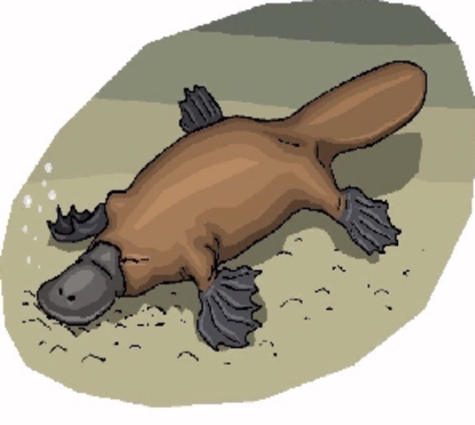 Evolutionary split between monotremes and primitive animals