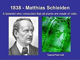 Observación de células vegetales